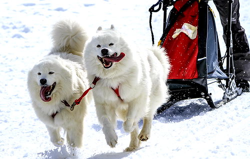 Banff-Arctic Paws Adventure Package